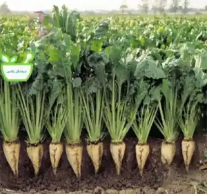 تخم چغندردارای فیبرزیادی است که وزن بدن را کاهش می دهد