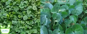 گیاه دارویی اسارون وخواص آن