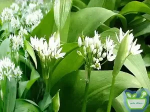 خواص گوارشی سیر وحشی