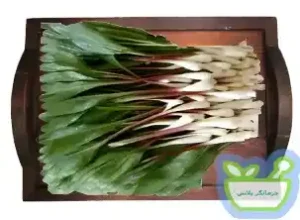 خواص گیاهی سیر وحشی