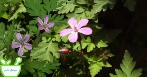 نمای نزدیک از برگ قیطران تازه