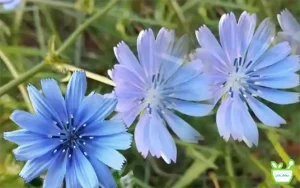 تخم کاسنی با خواص سم‌زدایی و تحریک‌کننده عملکرد کبد
