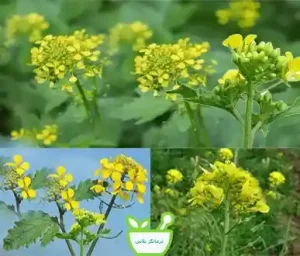 خردل دارای اسیدهای چرب امگا-3 و امگا-6، کاهش دهنده سطح کلسترول بد در خون