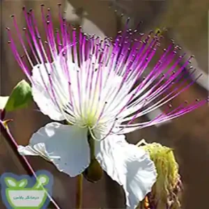 ریشه کبر تقویت کننده کبد
