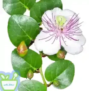 تقویت کننده سیستم ایمنی بدن