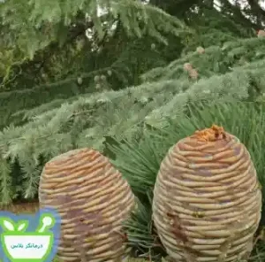 سدر با خواص مغذی و تقویتی‌اش، موها را نرم‌تر، درخشان‌تر می کند