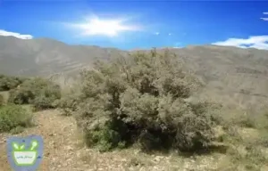 صمغ ارژن با کاهش جذب قند در روده و تنظیم کننده سطح گلوکز