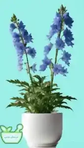 کاربرد گیاه مرگ ماهی