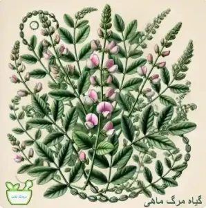 گیاه مرگ ماهی درمان دردهای عصبی