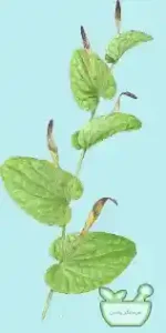 نخود الوند با کاهش سطح کلسترول بد و بهبود گردش خون به سلامت قلب کمک می کند
