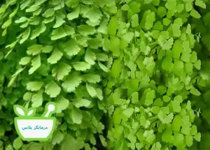 پرسیاوش و خواص گیاهی