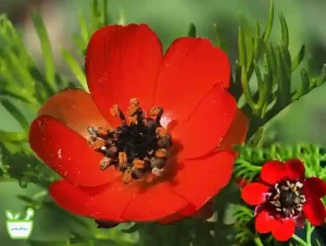 چشم خروس تقویت کننده قلب وعروق