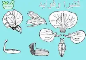 کتیرا با دارا بودن ترکیبات آنتی‌اکسیدانی و ضدالتهابی  سیستم ایمنی را تقویت می کند