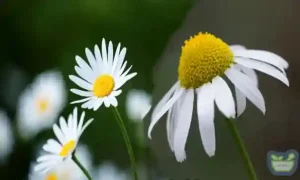 خواص دارویی گل بابونه