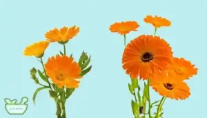 گل همیشه بهار با خاصیت ضداضطراب و تنظیم خلق و خو، و ایجاد احساس آرامش 
