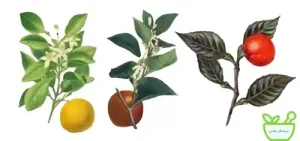 عرق بهارنارنج درمان مشکلات گوارشی