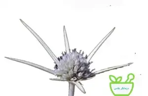 عرق بوقناق دارای خواص ضدالتهابی و سم‌زدایی