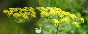 عرق رازیانه دارای خواص ضدالتهابی