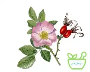 عرق نسترن  آرام‌بخش طبیعی
