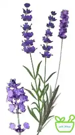 عرق اسطوخودوس درمان سردرد و میگرن 