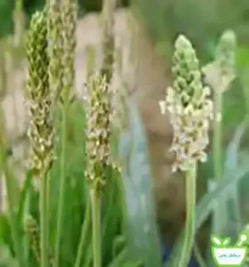 عرق اسفرزه تنظیم کننده سطح قند خون