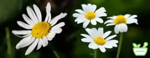 عرق بابونه دارای خواص آرام‌بخش و ضد اضطراب