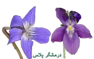 عرق بنفشه دارای خواص ضدالتهاب و خلط‌ آور