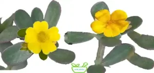 عرق خرفه با کاهش فشار خون و خواص ضدالتهابی، تقویت کننده سلامت قلب 