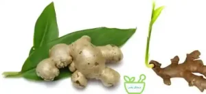 عرق زنجبیل دارای خواص افزایش متابولیسم و کاهنده اشتها