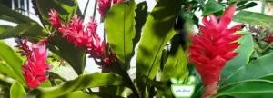عرق زنجبیل تقویت کننده سیستم ایمنی 
