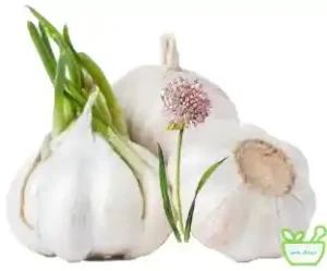 عرق سیر  کاهنده فشار خون و کلسترول