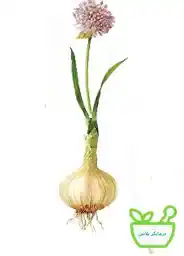 عرق سیر  ضد سرطانی 