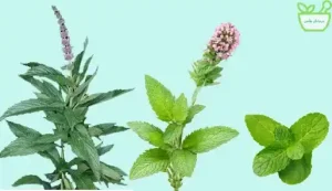 عرق نعناع دارای خاصیت ضدنفخ و تسهیل‌کننده هضم