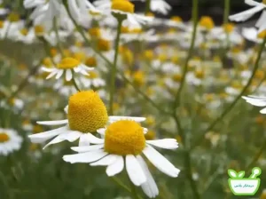 عرق بابونه با خاصیت ضدعفونی‌کنندگی و تسکین‌دهنده، به درمان زخم‌های دهانی و کاهش التهاب لثه‌ها کمک می‌کند.