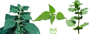 عرق گزنه دارای خواص ضد دیابت 