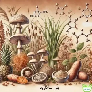 پلی‌ساکاریدها با تقویت فعالیت‌ ضد التهابی نقش مؤثری در بهبود عملکرد سیستم ایمنی ایفا کنند.