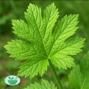 خواص برگ قیطران